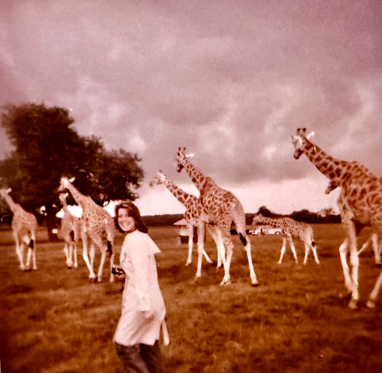 Judy with giraffes